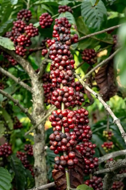 Ramo de cafeeiro com frutos maduros vermelhos entre folhas verdes