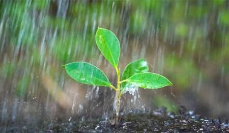 Close de uma muda verde sob uma forte chuva, destacando a relação entre a água, o solo e o crescimento das plantas.