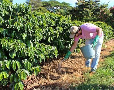 Adubação do Café – Relação Cálcio e Magnésio no Solo