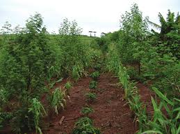 Café Consorciado com Madeiras de Lei: Um Modelo de Agrossilvicultura