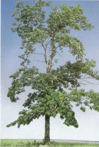 Freijó madeira de lei brasileira em reflorestamento e produção de mudas