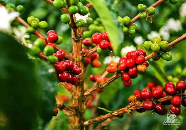 Galhos de café com frutos verdes e vermelhos maduros, cercados por folhas e flores brancas ao fundo.