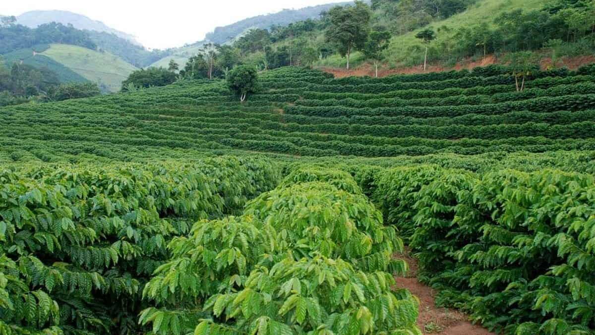 Plantação de café com fileiras organizadas de cafeeiros em um terreno ondulado, cercado por vegetação e colinas ao fundo.
