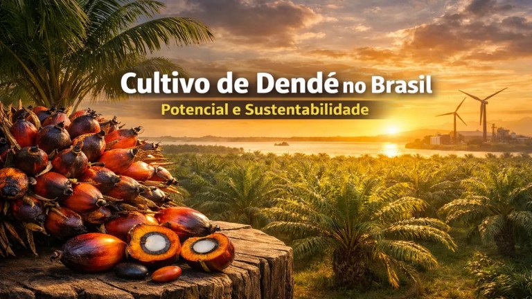 Plantação de dendê no Brasil com cachos maduros de palma de óleo ao pôr do sol