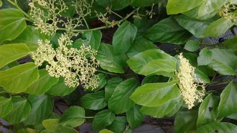 Ramos da planta insulina vegetal com folhas verdes brilhantes e pequenas flores em desenvolvimento.
