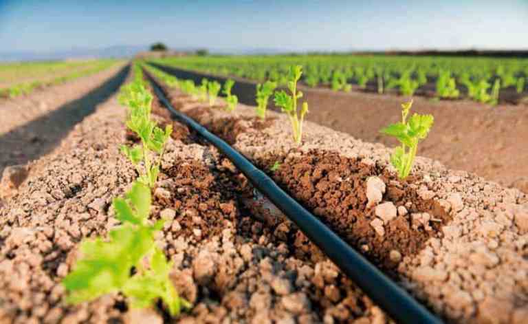 Linhas de irrigação por gotejamento em uma plantação jovem, com mudas verdes crescendo em solo seco.