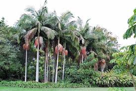 Palmeira Real Australiana para produção de palmito no Brasil