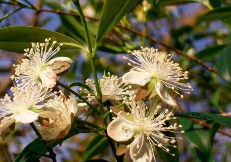 Flores de planta apícola em mata ciliar, com folhas verdes e céu azul ao fundo — pasto apícola no Brasil