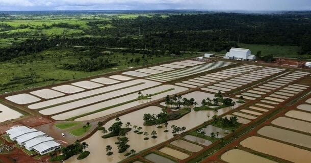 Vista aérea de uma área de piscicultura com vários tanques retangulares cercados por vegetação, próxima à floresta e instalações ao fundo.