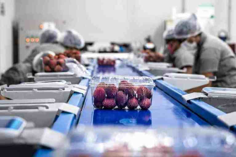Cachos de lichia madura em pomar comercial no Brasil
