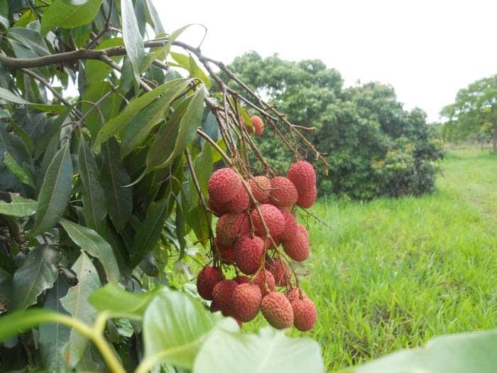 Lichia em Consórcio