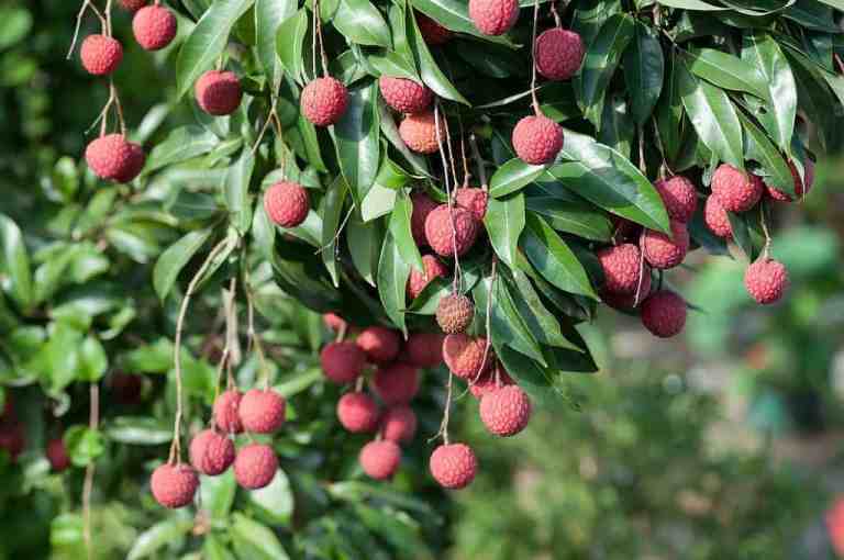 Frutos da Lichia