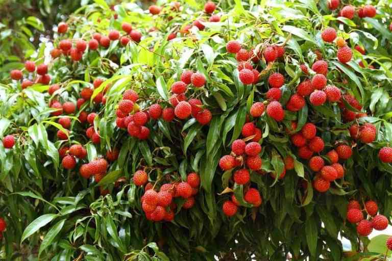 Plantio de lichia com frutos maduros em pomar bem manejado