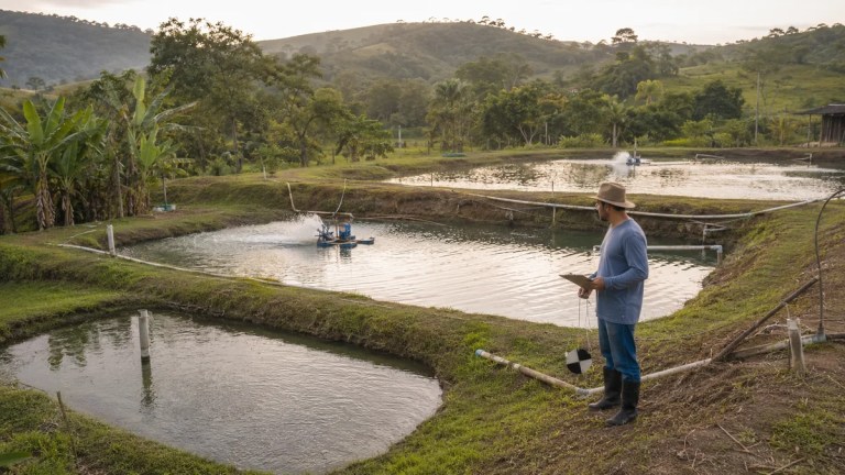 Viveiros de piscicultura com alevinagem, recria e engorda de peixes