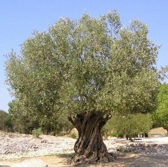 Oliveira, Videira e Figueira: as árvores mais citadas na Bíblia; foto de oliveira em seu habitat natural