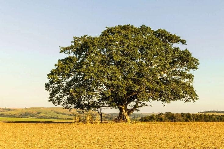 Foto da árvore Figueira.
