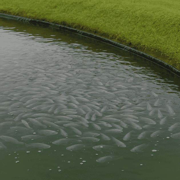 Criação de Tilápia: Guia Completo para Iniciantes