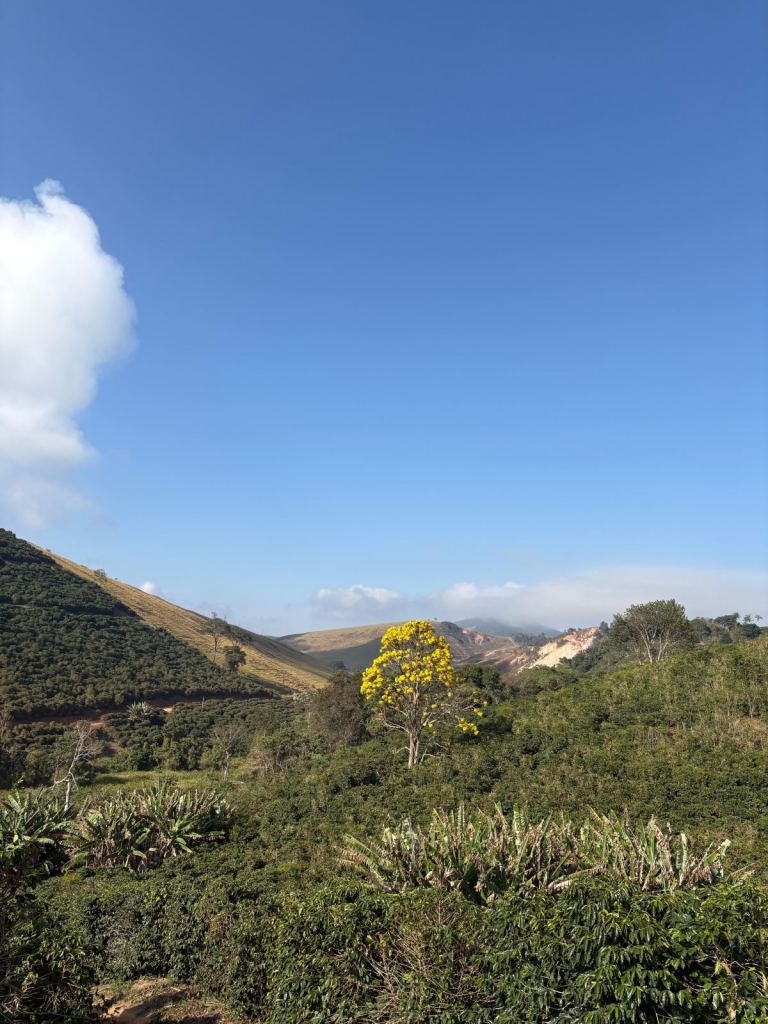 Paisagem do Caparaó com cafezais em morro, ipê-amarelo florido ao centro e céu azul ao fundo.