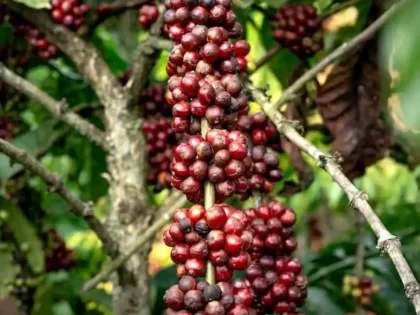 Grãos de café cereja maduros na planta, prontos para a colheita.