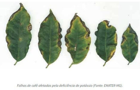 Folha de café com deficiência de potássio mostrando necrose nas bordas – queimada foliar.