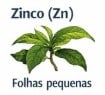 Folha de café com deficiência de zinco – folha estreita tipo lança com nervuras verdes e limbo amarelado.