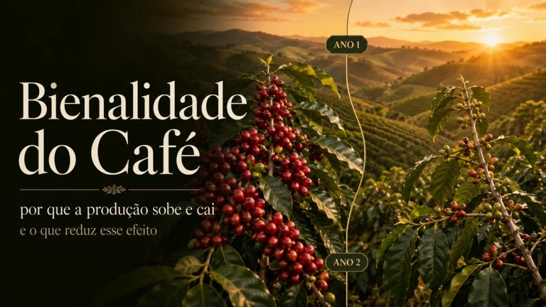 Bienalidade do café com comparação entre cafeeiro carregado de frutos e ramo com menor produção em lavoura de café ao pôr do sol.