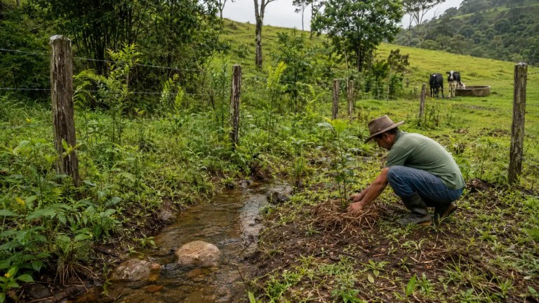 Produtor rural recuperando nascente cercada com plantio de vegetação nativa