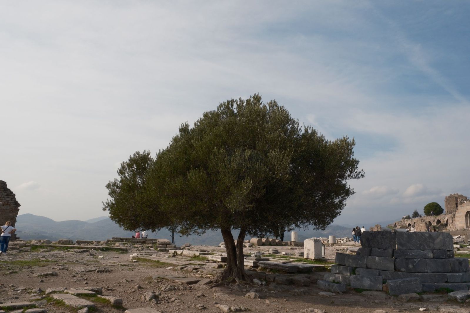 Oliveira antiga junto a ruínas mediterrâneas, símbolo bíblico de paz e bênção